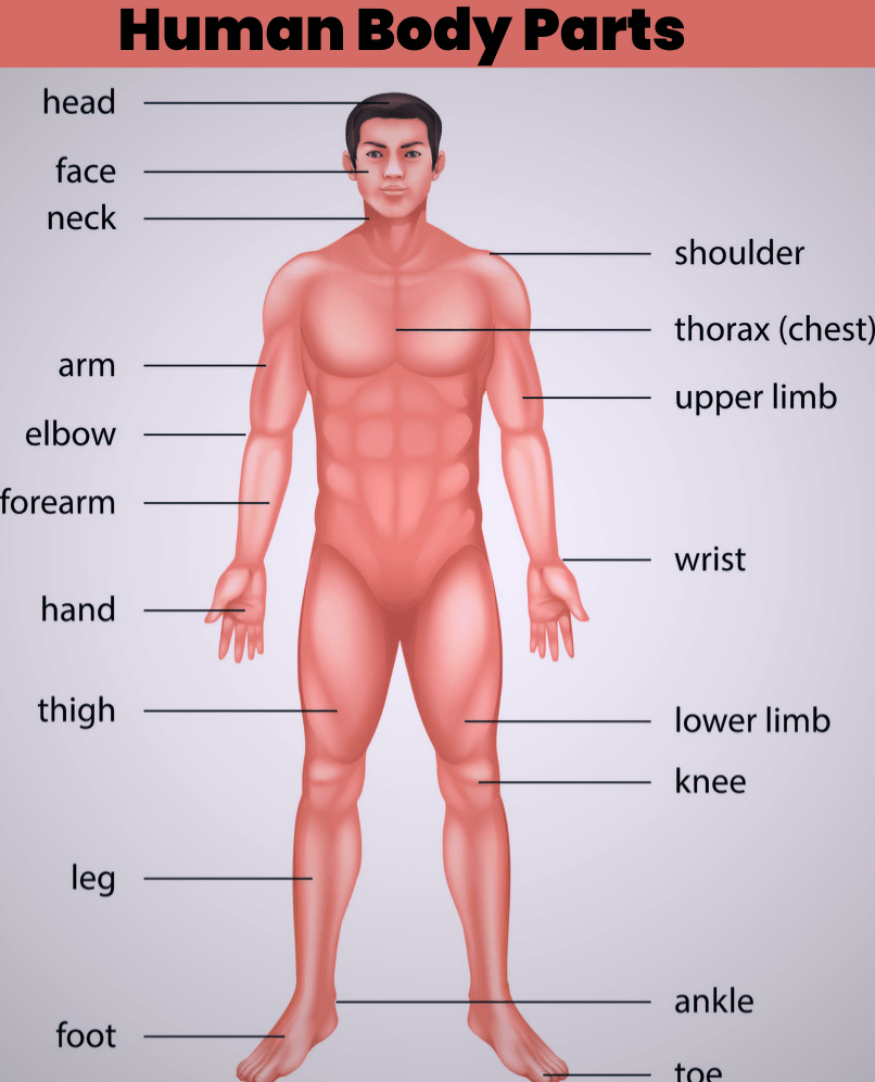Human Body Parts